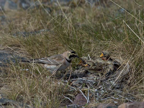Tunturikiuru, Horned Lark, Eremophila alpestris